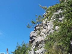 Cliffortia tridentata