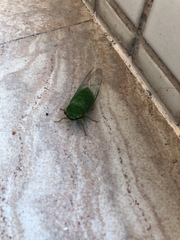 Chremistica ochracea