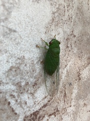 Chremistica ochracea