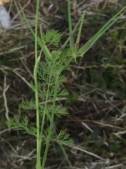 Apioideae