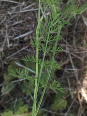 Apioideae