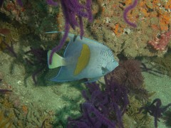 Pomacanthus maculosus