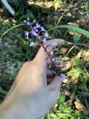 Stenoglottis longifolia, photograph (c) Sunčana Bradley, some rights reserved (CC BY)