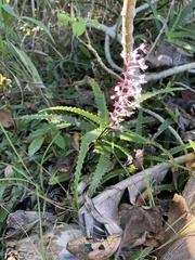 Stenoglottis longifolia, photograph (c) Sunčana Bradley, some rights reserved (CC BY)