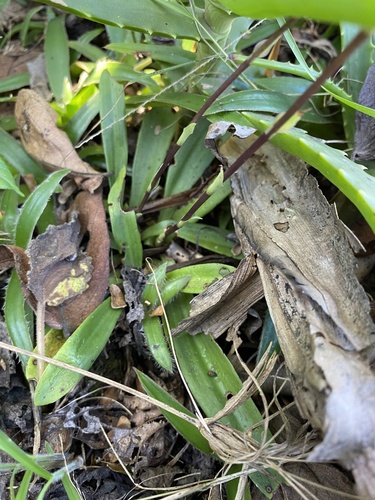 Stenoglottis longifolia, photograph 5