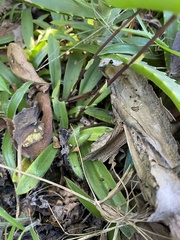 Stenoglottis longifolia, photograph (c) Sunčana Bradley, some rights reserved (CC BY)