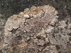 Placopsis perrugosa