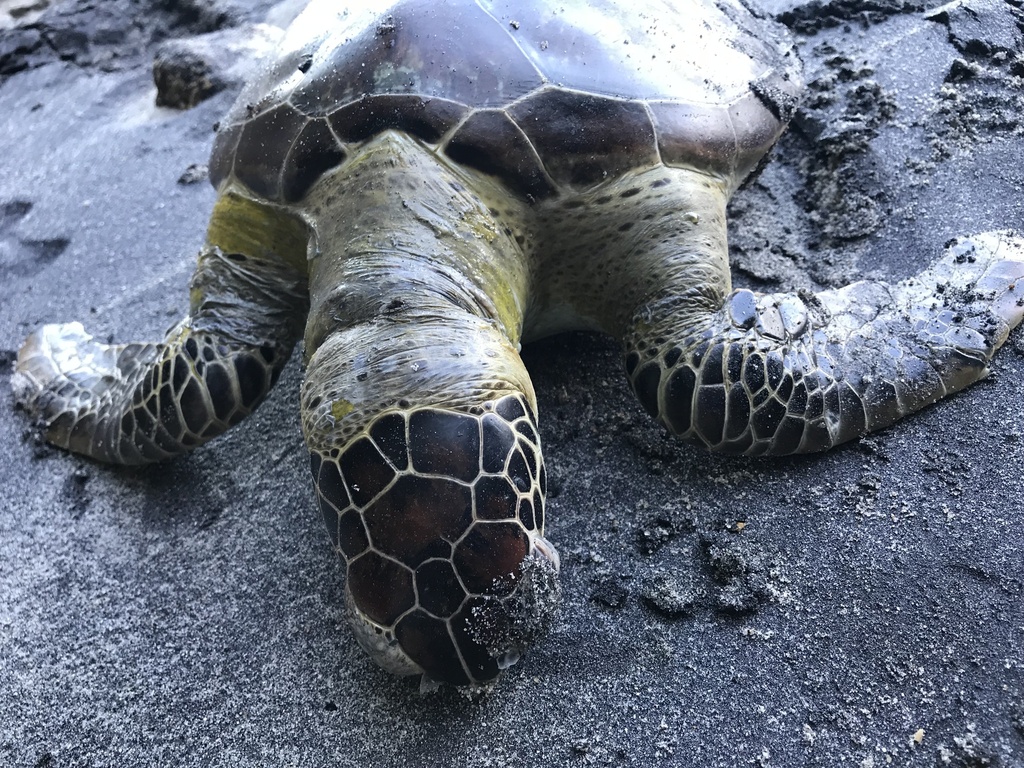 Green Sea Turtle in May 2018 by marinaleitemarques. Tartaruga capturada ...