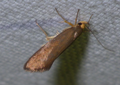 Crassa unitella