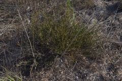 Thesium macrostachyum