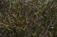 Thesium macrostachyum