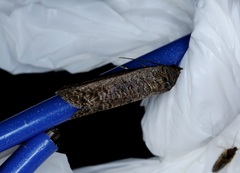 Lophoptera squammigera