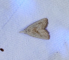 Meganola brunellus