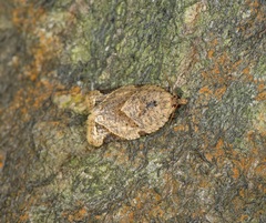 Neocalyptis affinisana