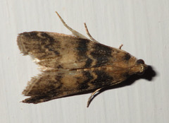 Euzophera pinguis
