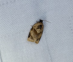 Neocalyptis liratana