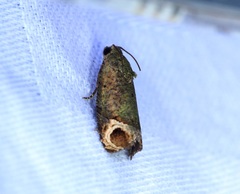 Sorolopha phyllochlora