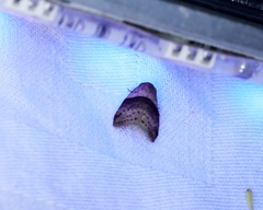 Stictane rectilinea chinesica