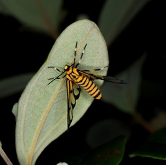 Amata grotei