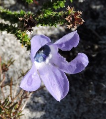 Roella triflora