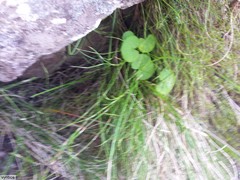 Centella eriantha