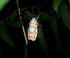 Cyana interrogationis