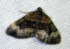 Xanthorhoe biriviata
