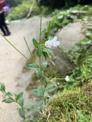 Epilobium amurense