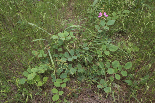 Image of Tephrosia potosina by (c) Reid Hardin, some rights reserved (CC BY)