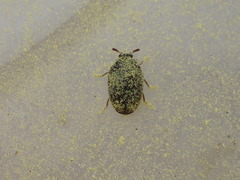 Bostrichoidea