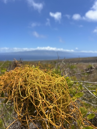 Cassytha filiformis observed 2024-04-28