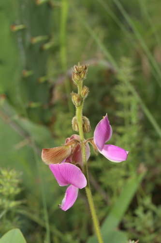 Image of Tephrosia potosina by (c) Reid Hardin, some rights reserved (CC BY)
