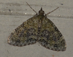 Acasis viretata
