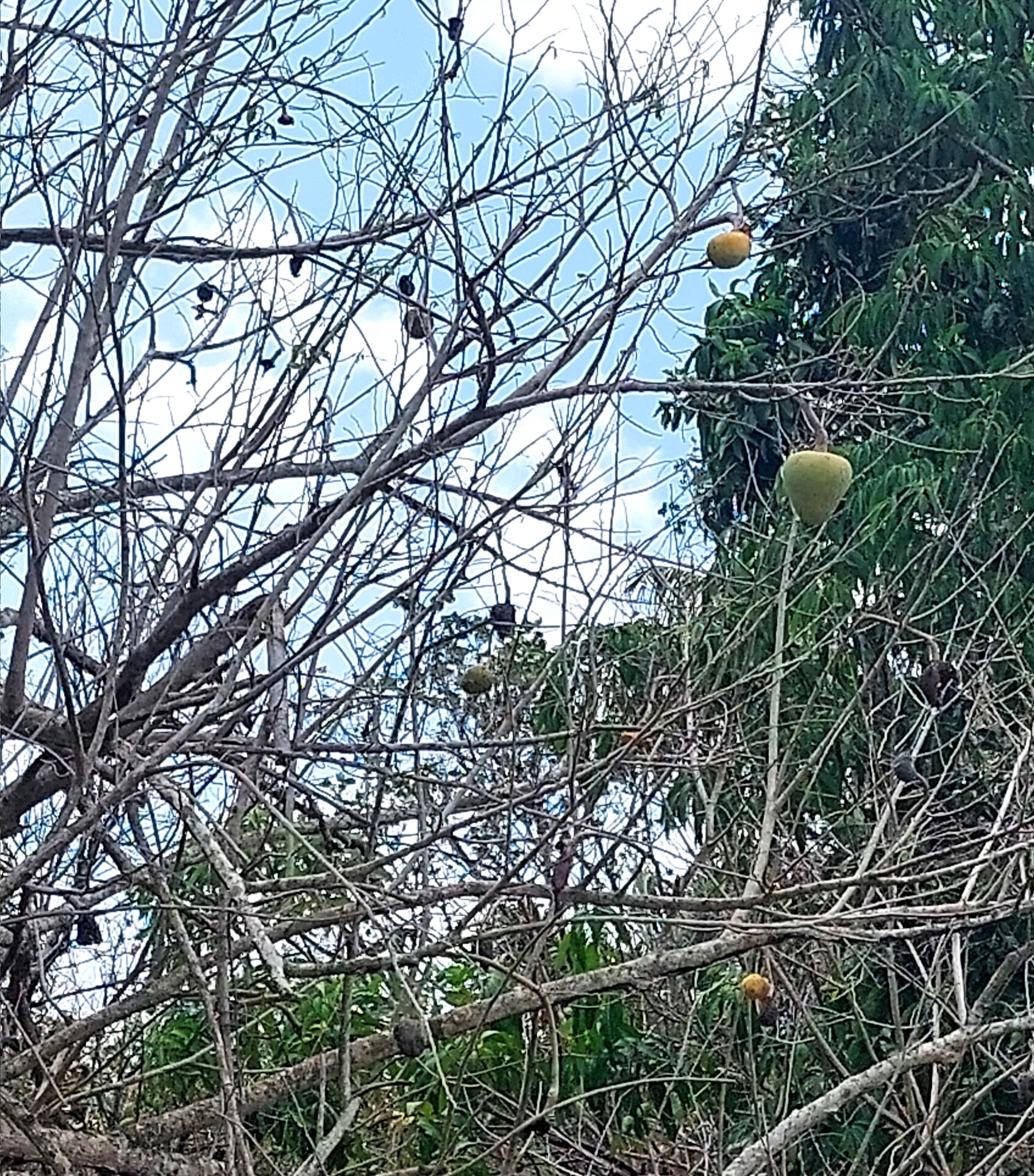 Imagem de Fruta-do-conde