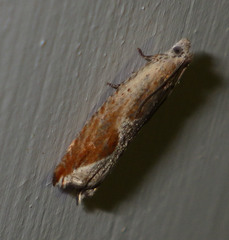 Ancylis diminutana