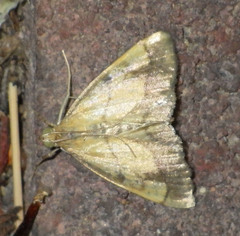 Evergestis limbata