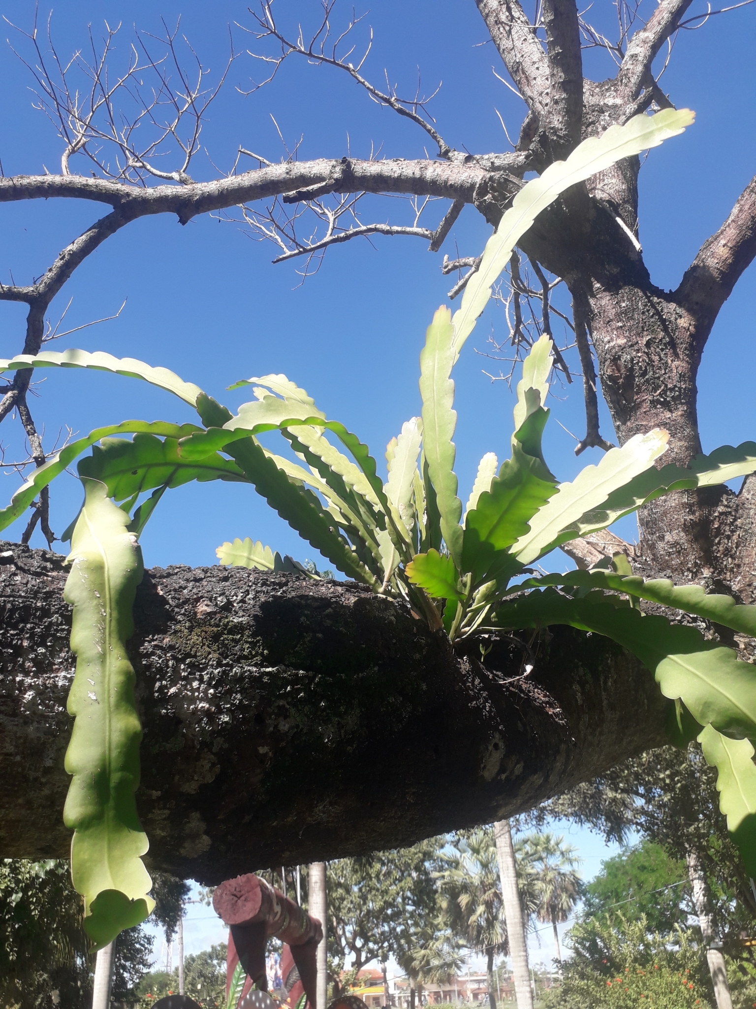 Imagem de Cacto-orquídea