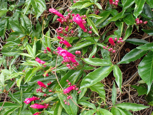 Ipomoea horsfalliae observed 2024-04-28