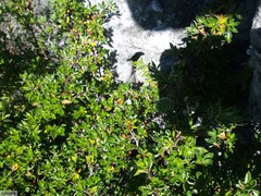 Cliffortia tridentata