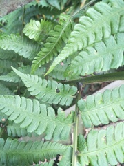 Diplazium laxifrons