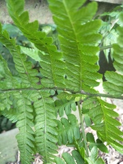 Diplazium laxifrons