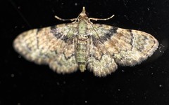 Gymnoscelis derogata