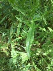 Papaver rhoeas