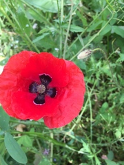 Papaver rhoeas