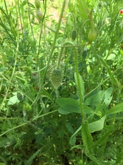 Papaver rhoeas