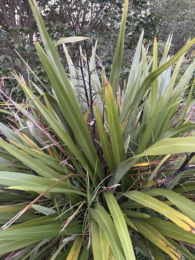 Mountain flax from North Island / Te Ika-a-Māui, Wellington, Wellington ...