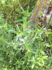 Pallenis spinosa