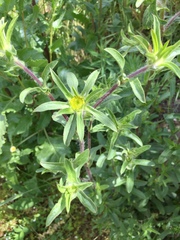 Pallenis spinosa