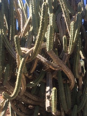 Trichocereus bridgesii