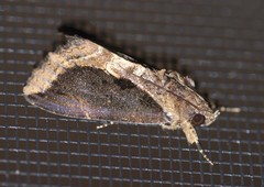 Ercheia dubia